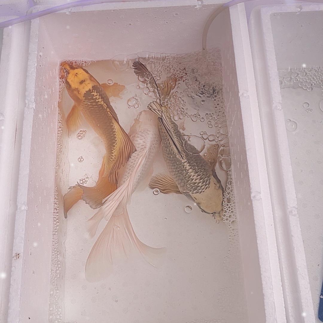 张哥精品蝴蝶鲤墨碟