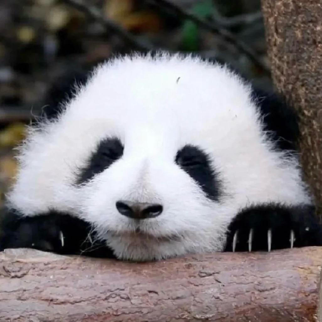 Cute _ zz.