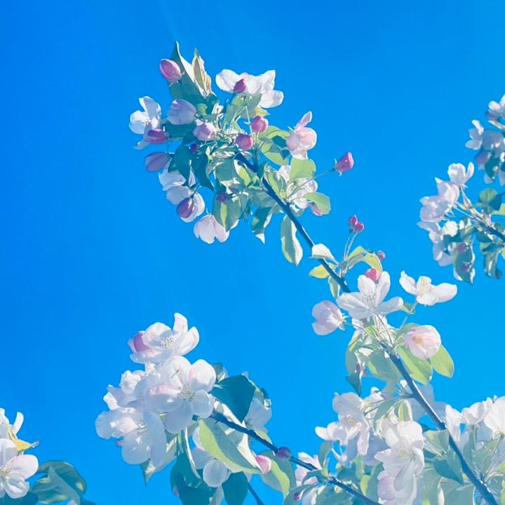 灿烂辉煌-啜