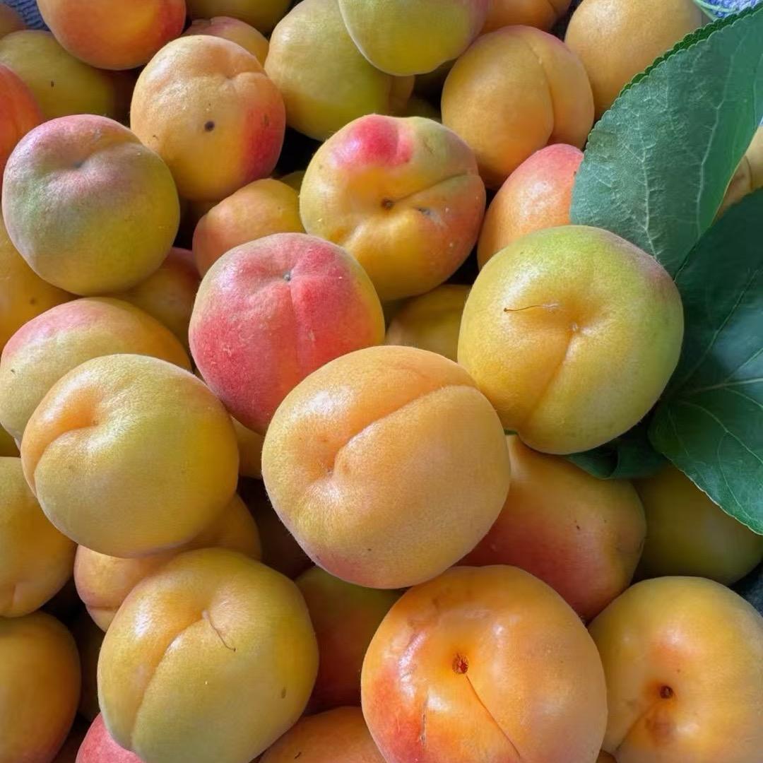 张亭范多吃水果