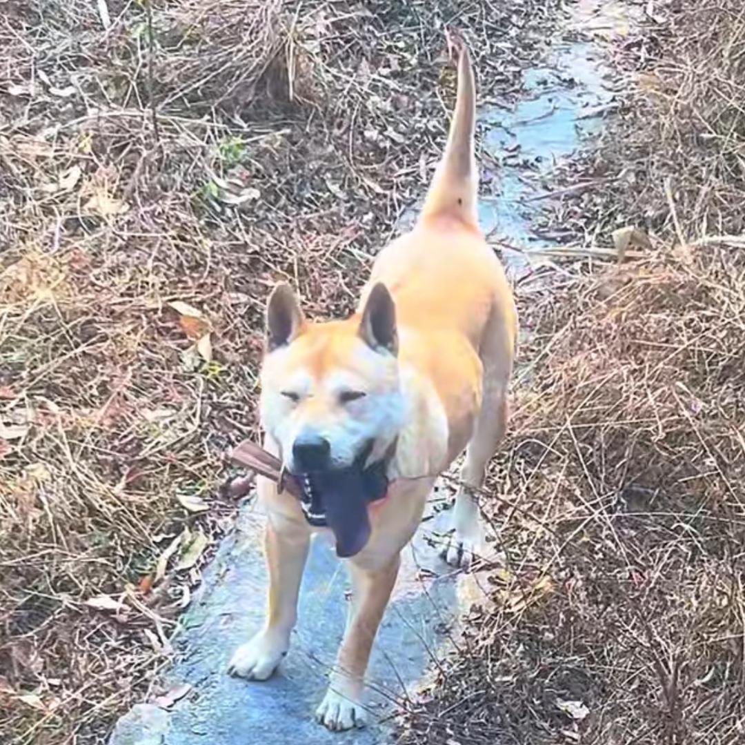 猎犬爱好者