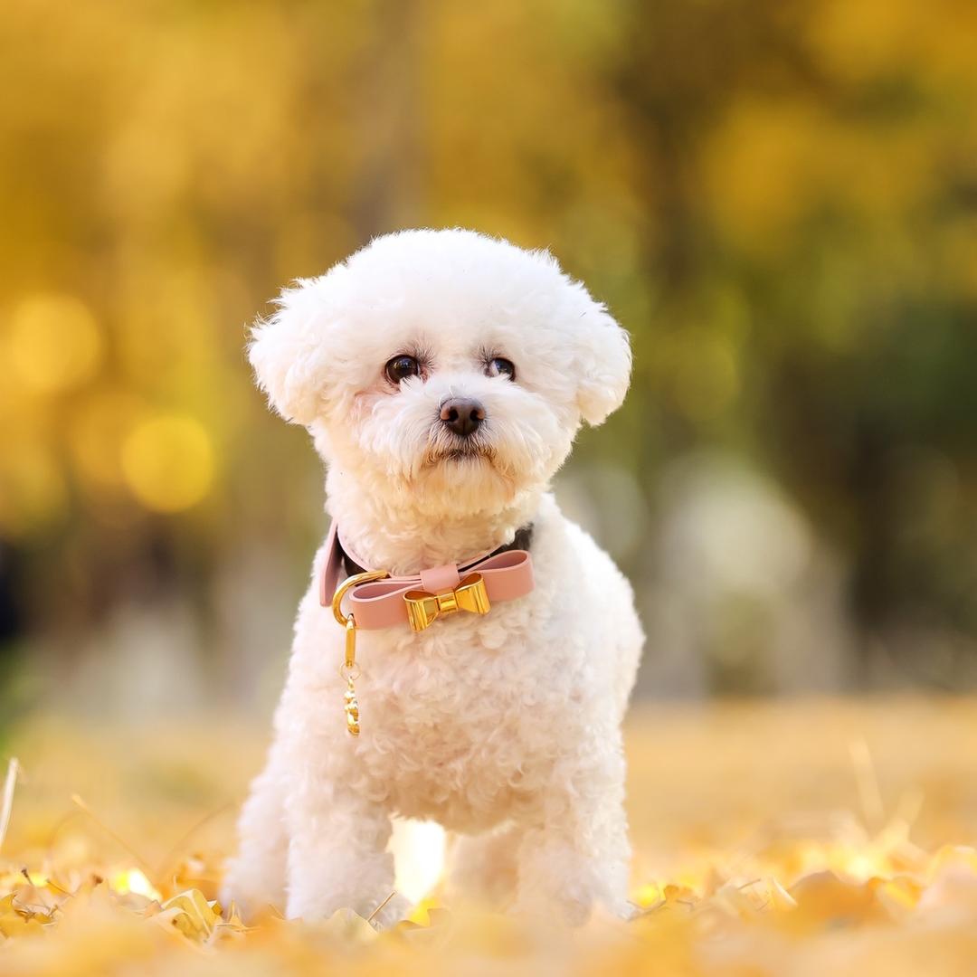 卡明斯宠物配饰