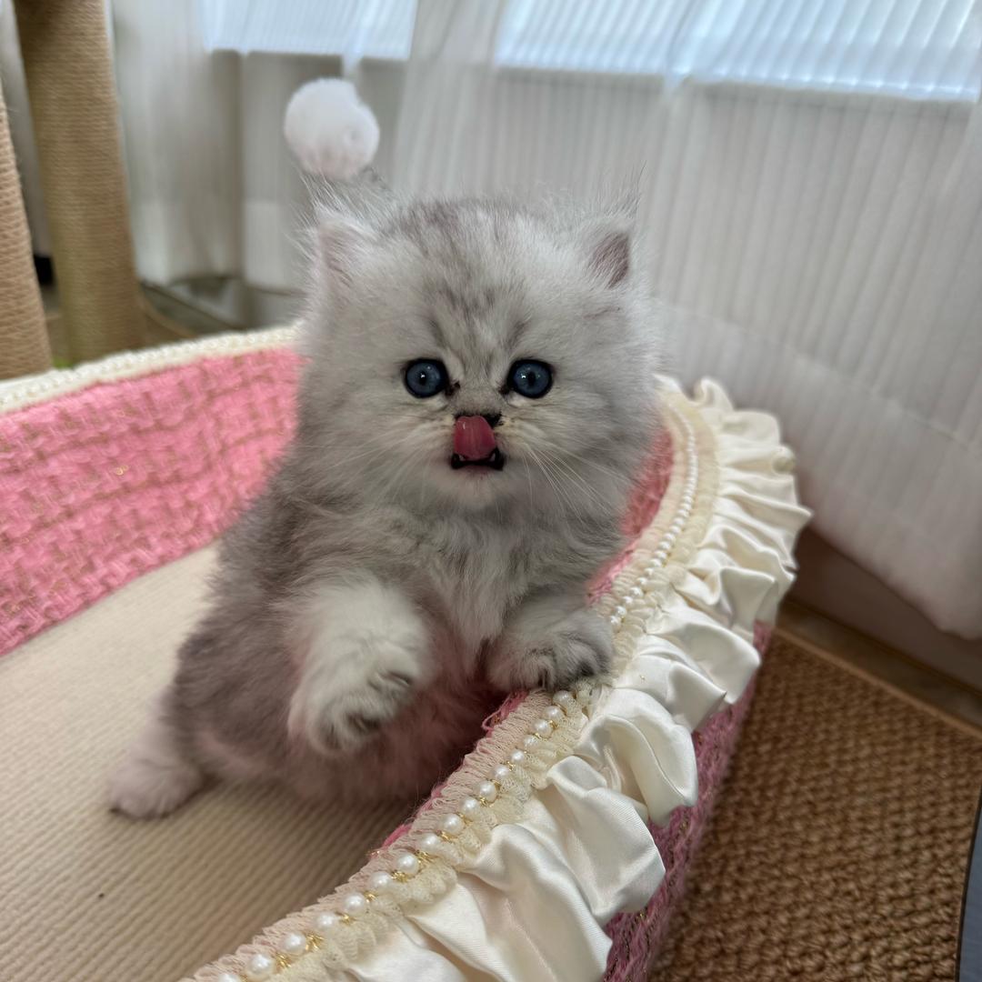 元宝是只贪吃喵