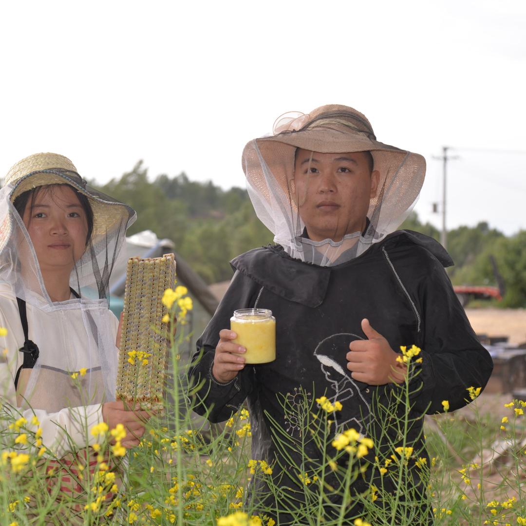 诚蜂（青海蜂王浆采浆中）