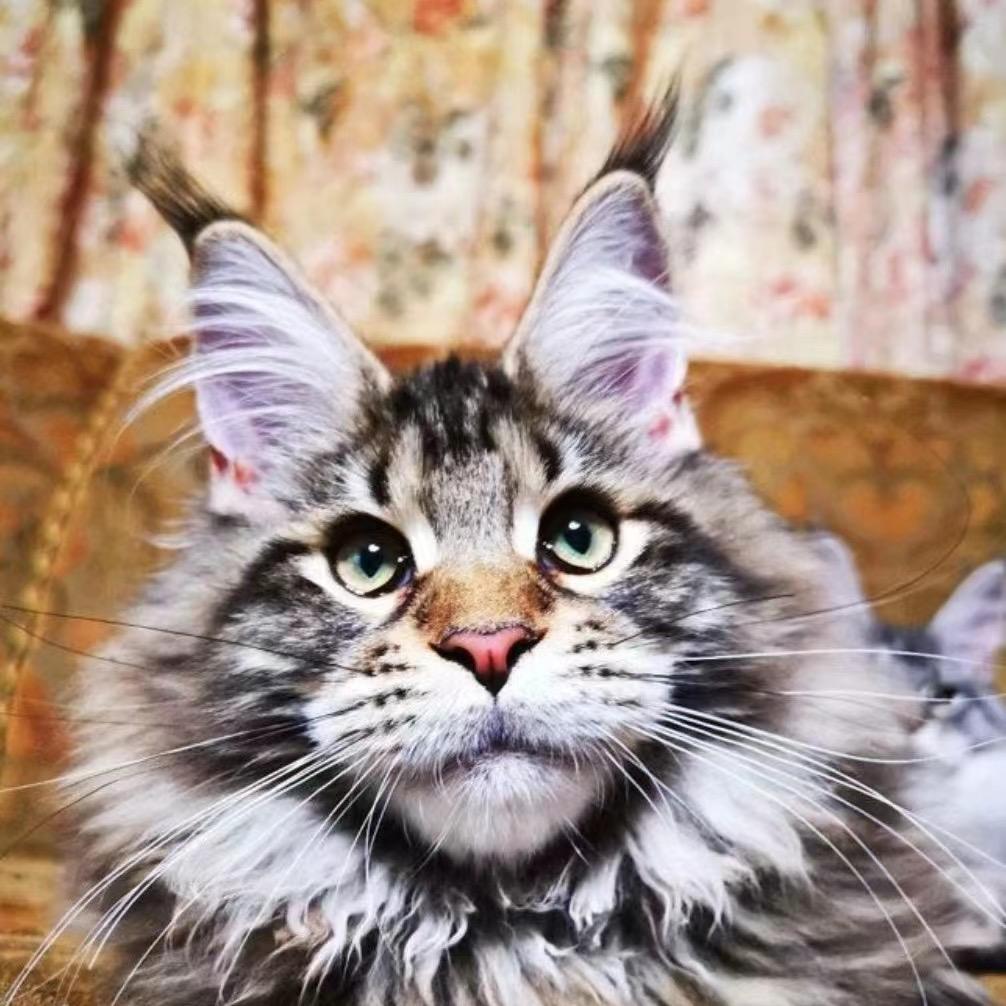 凯哥缅因猫