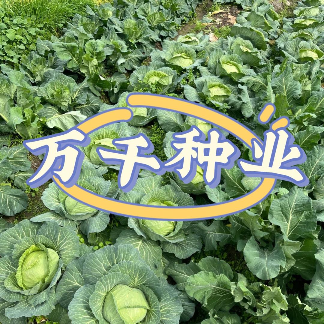 万千种业种子个体店