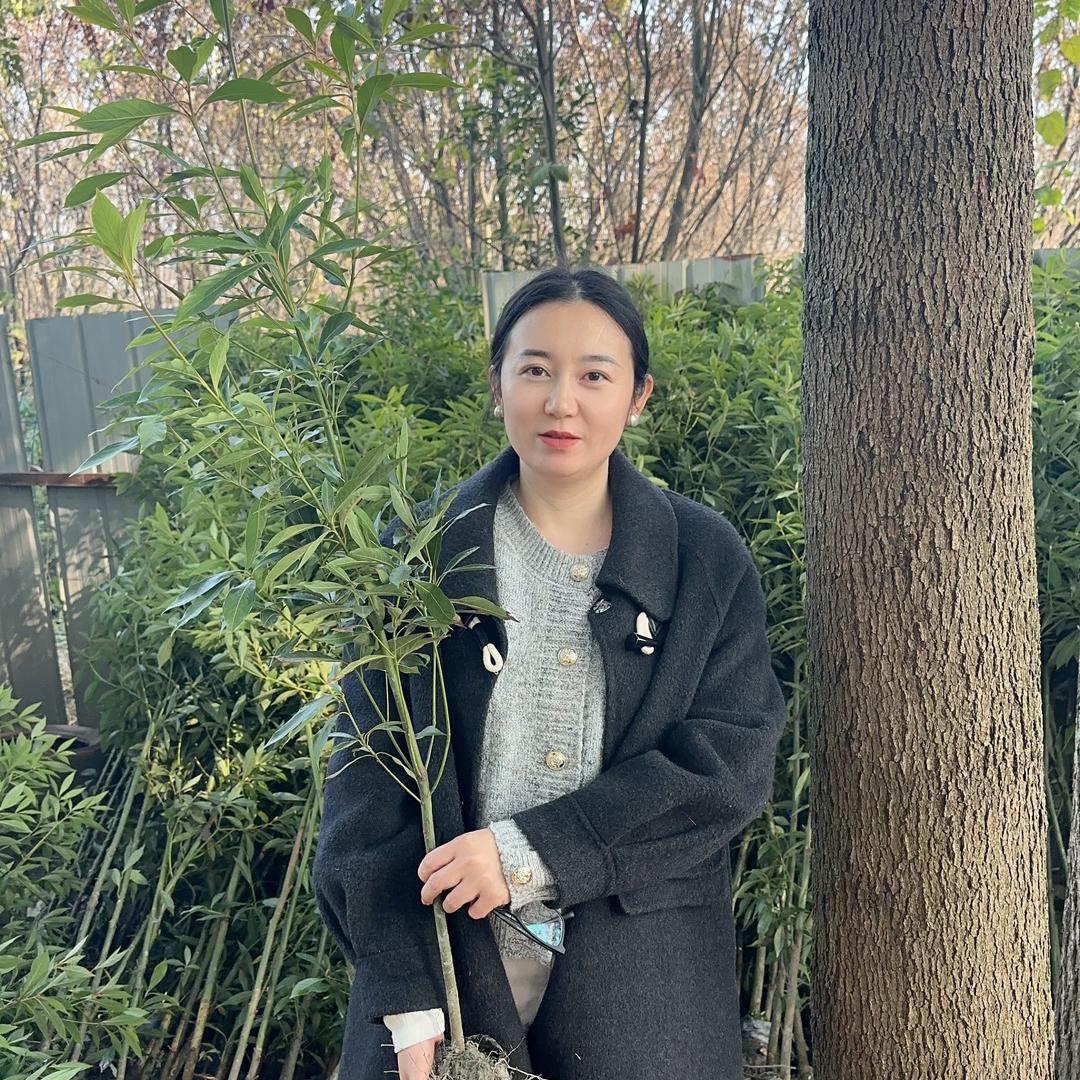 琴小妹的金丝楠木树苗基地
