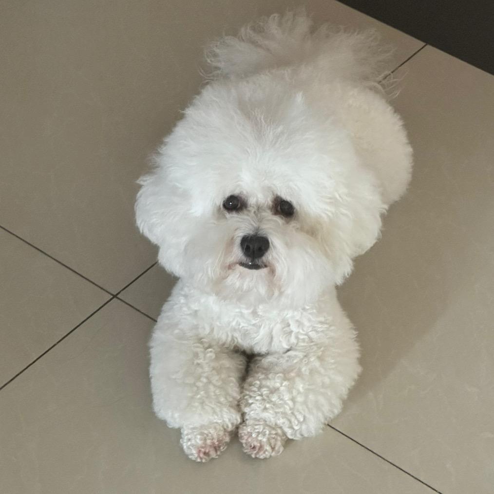 Rich小狗富贵🐻