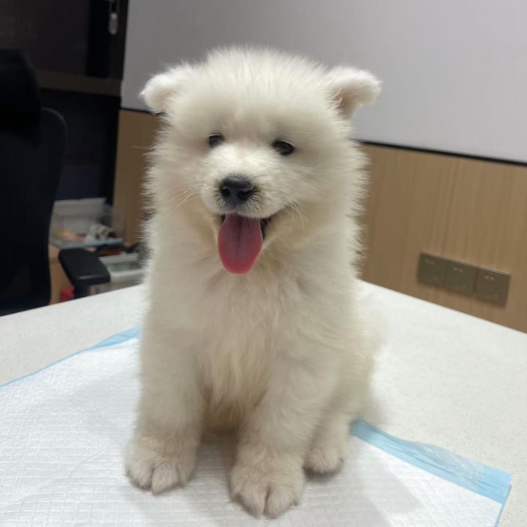 笨狗嘻嘻是只萨摩耶