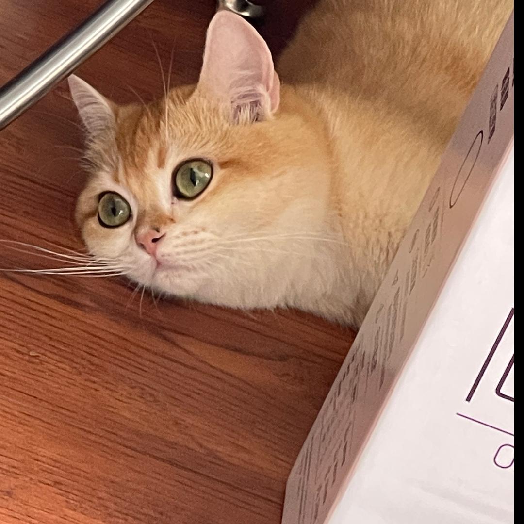 🌈年糕是只小猫咪
