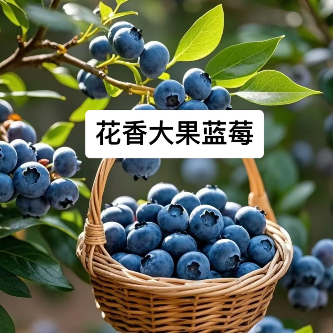 琼叶坊果树苗木专营店