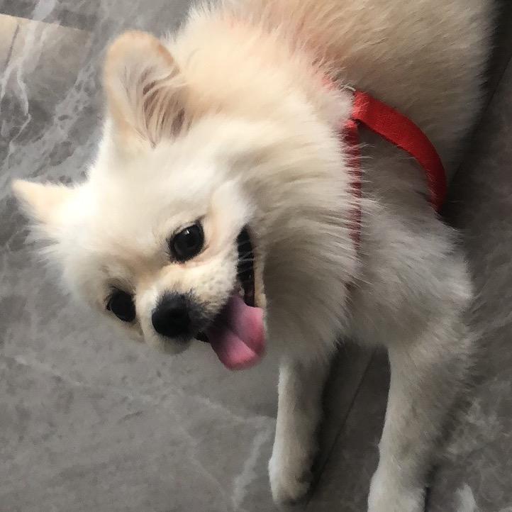 哈特爱吃泡泡糖