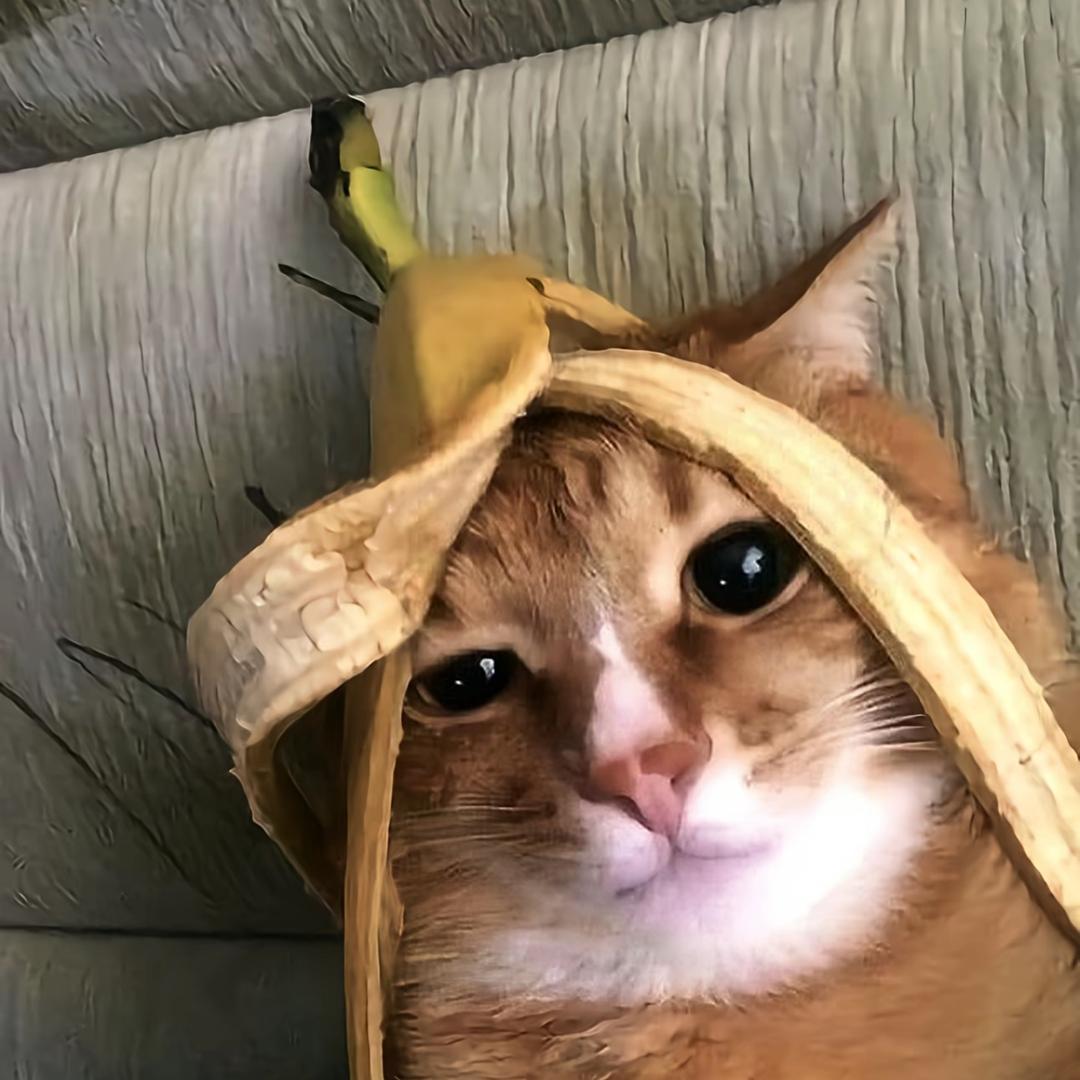 阿宣爱吃汉堡包🍔