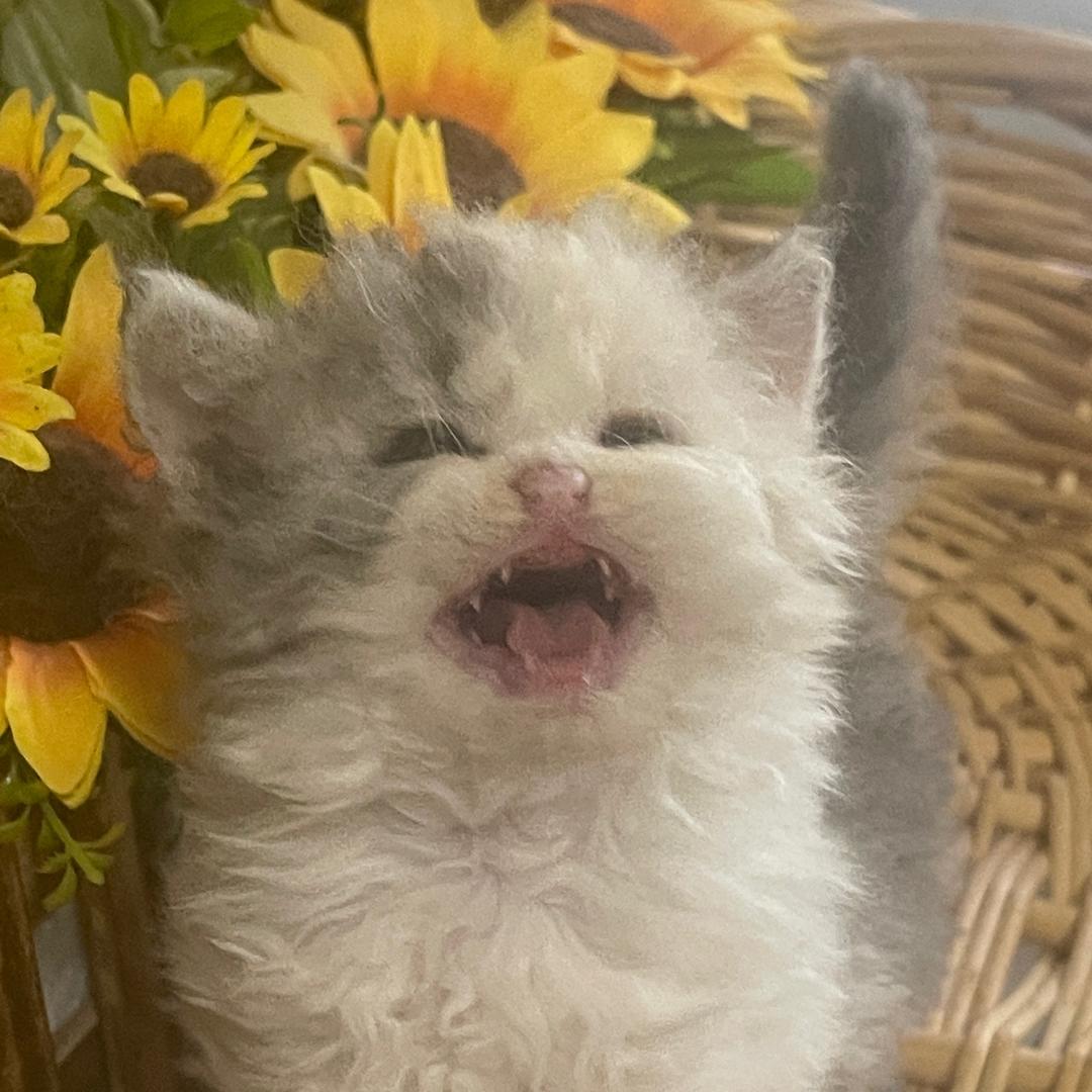 大东区喵先生家政服务部