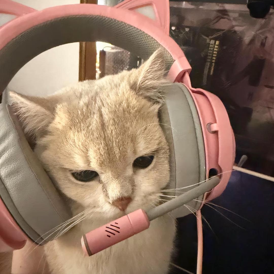 哎咪噶蒂朵喵喵՞•·•՞🐾
