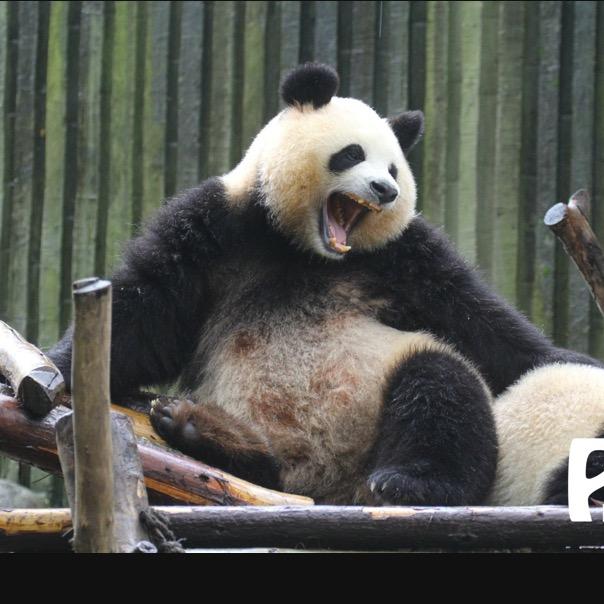 黄毛丫头园润润