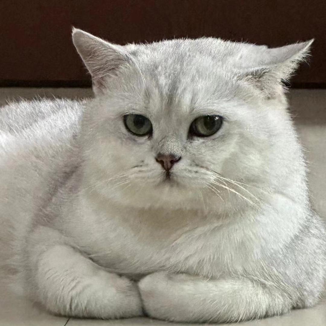 咪咪的一家