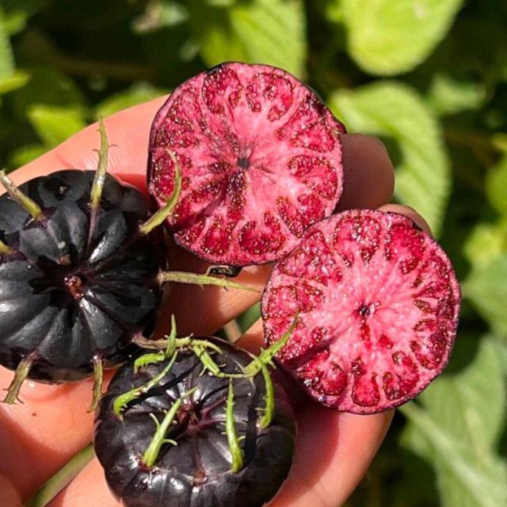 云南稀有水果红果参