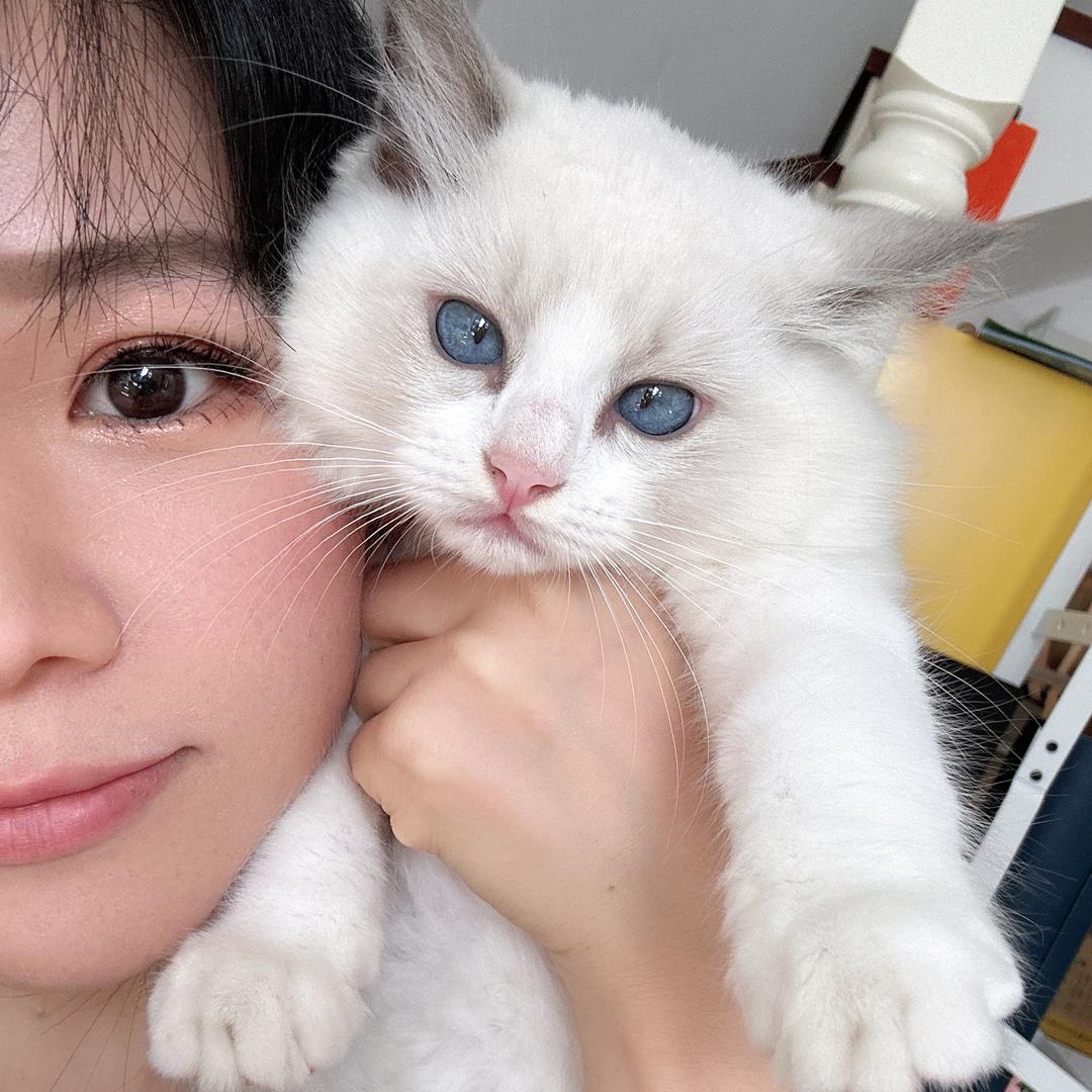momo猫狗双全版