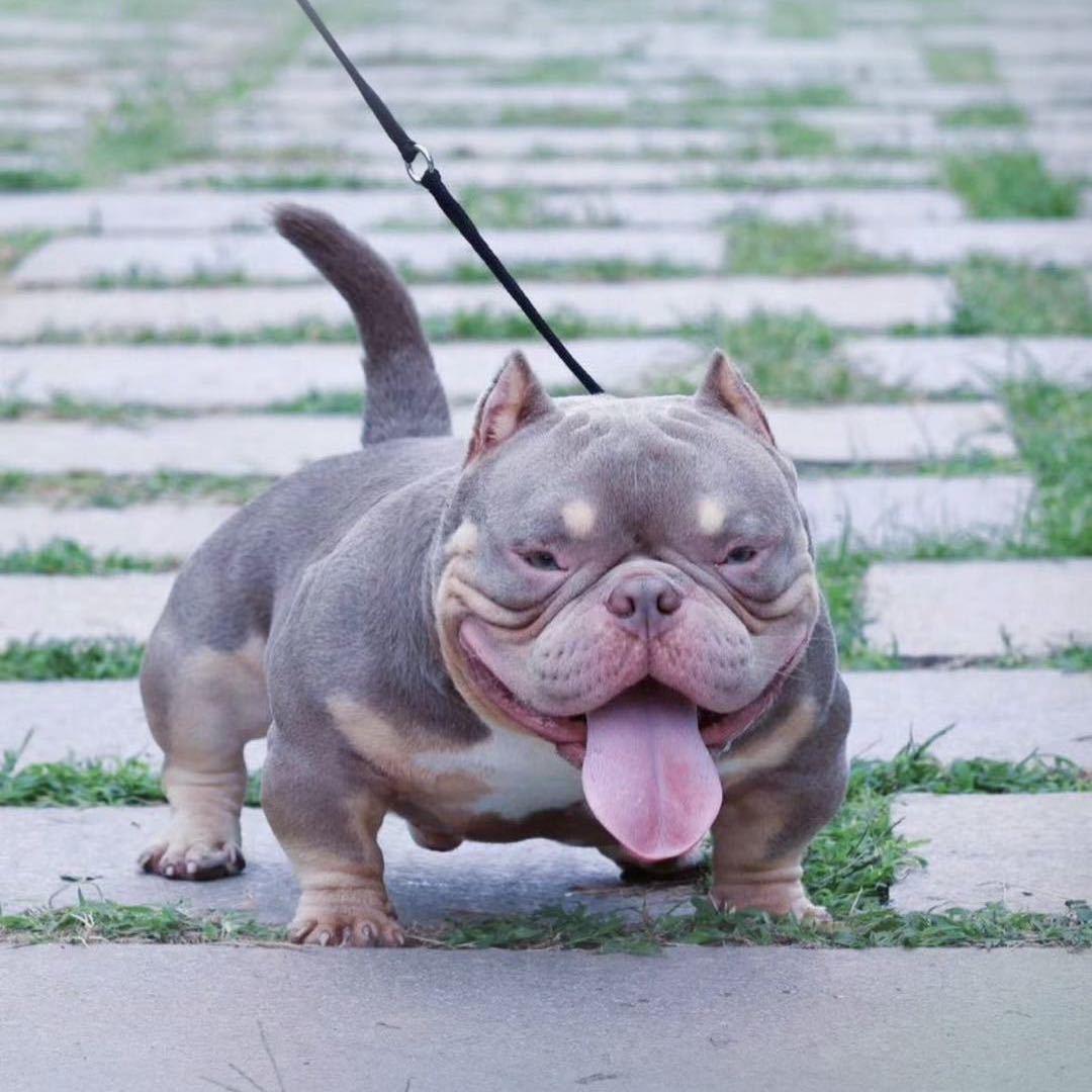 超霸犬舍（恶霸犬-繁育基地）