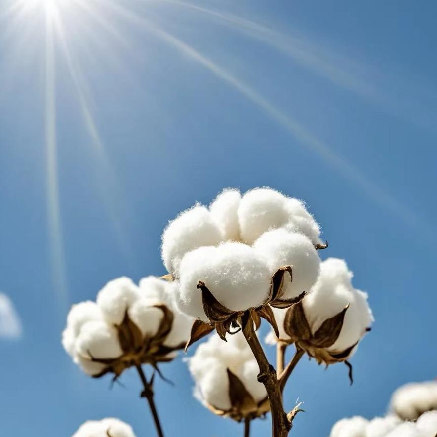 西域优选新疆棉被