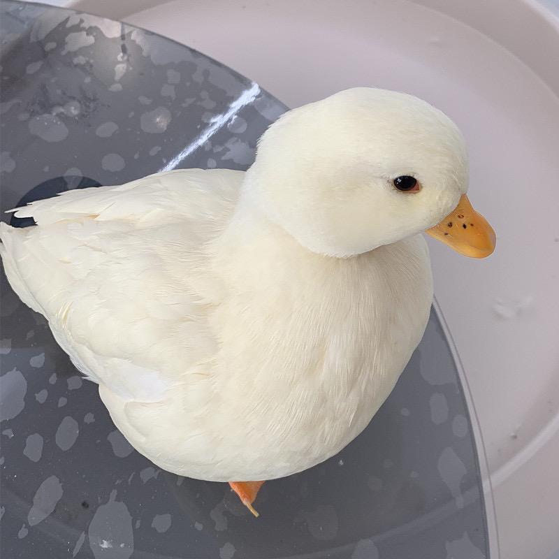 宠物自然精品店