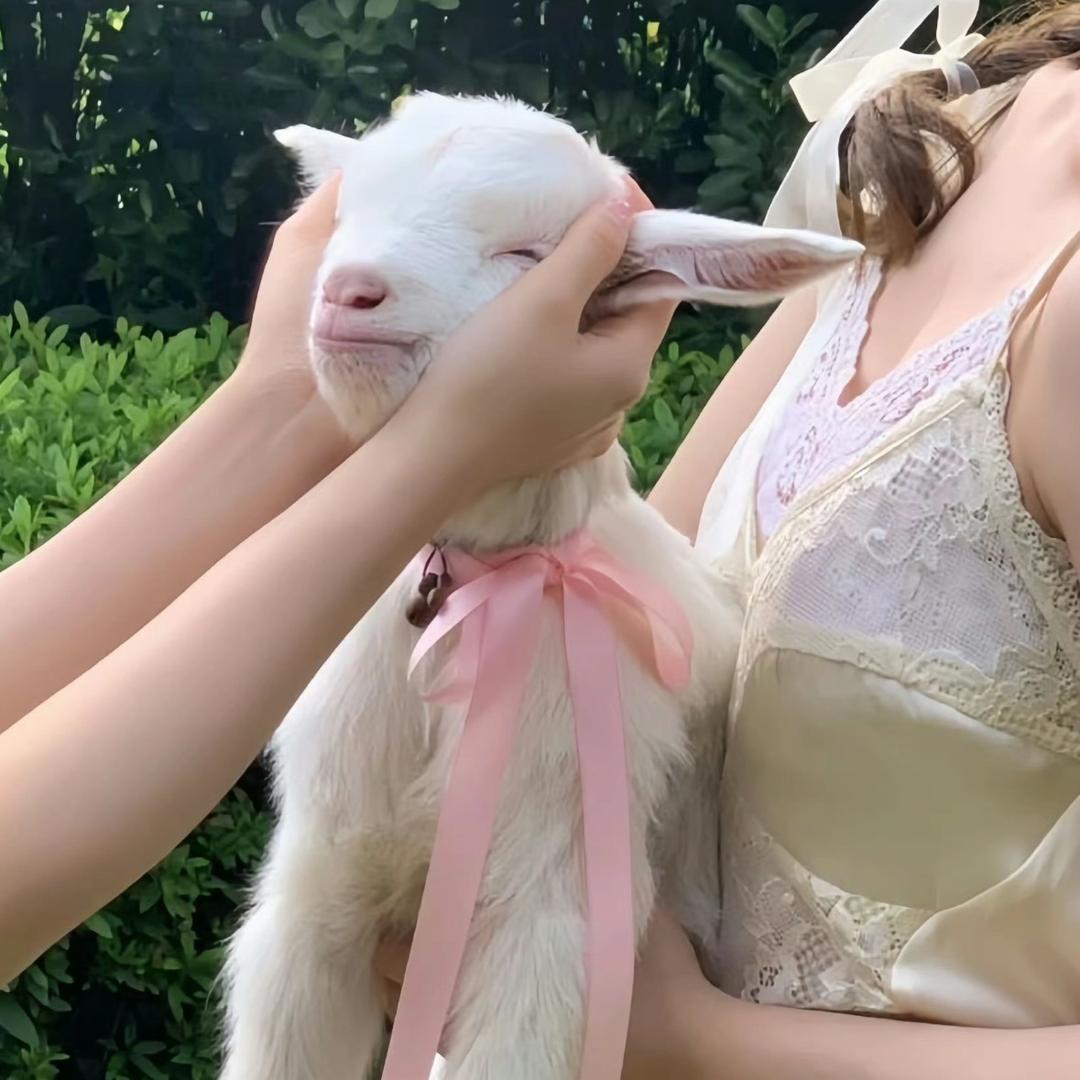 小羊历险记（版）