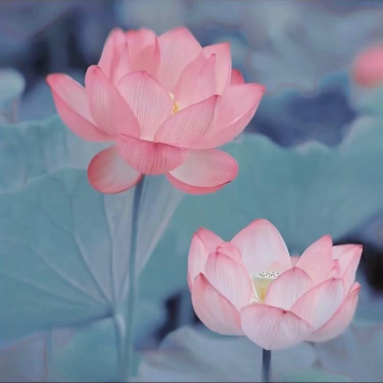 茶茶与痘痘