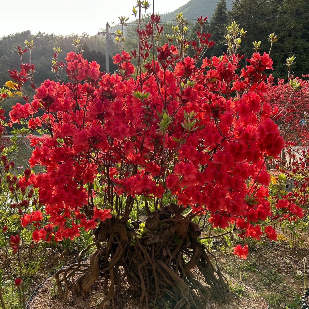 阿红精品花卉