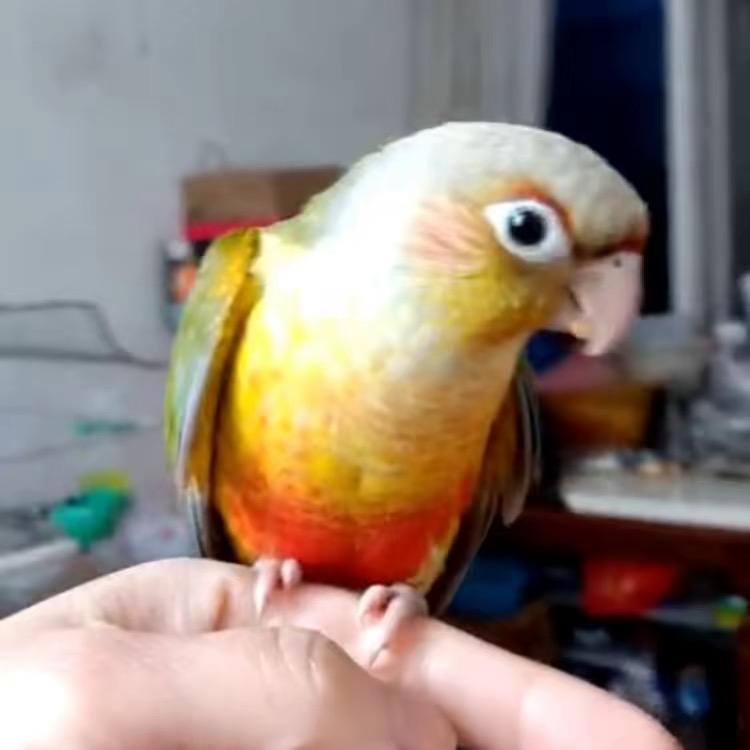 玩儿鸟儿
