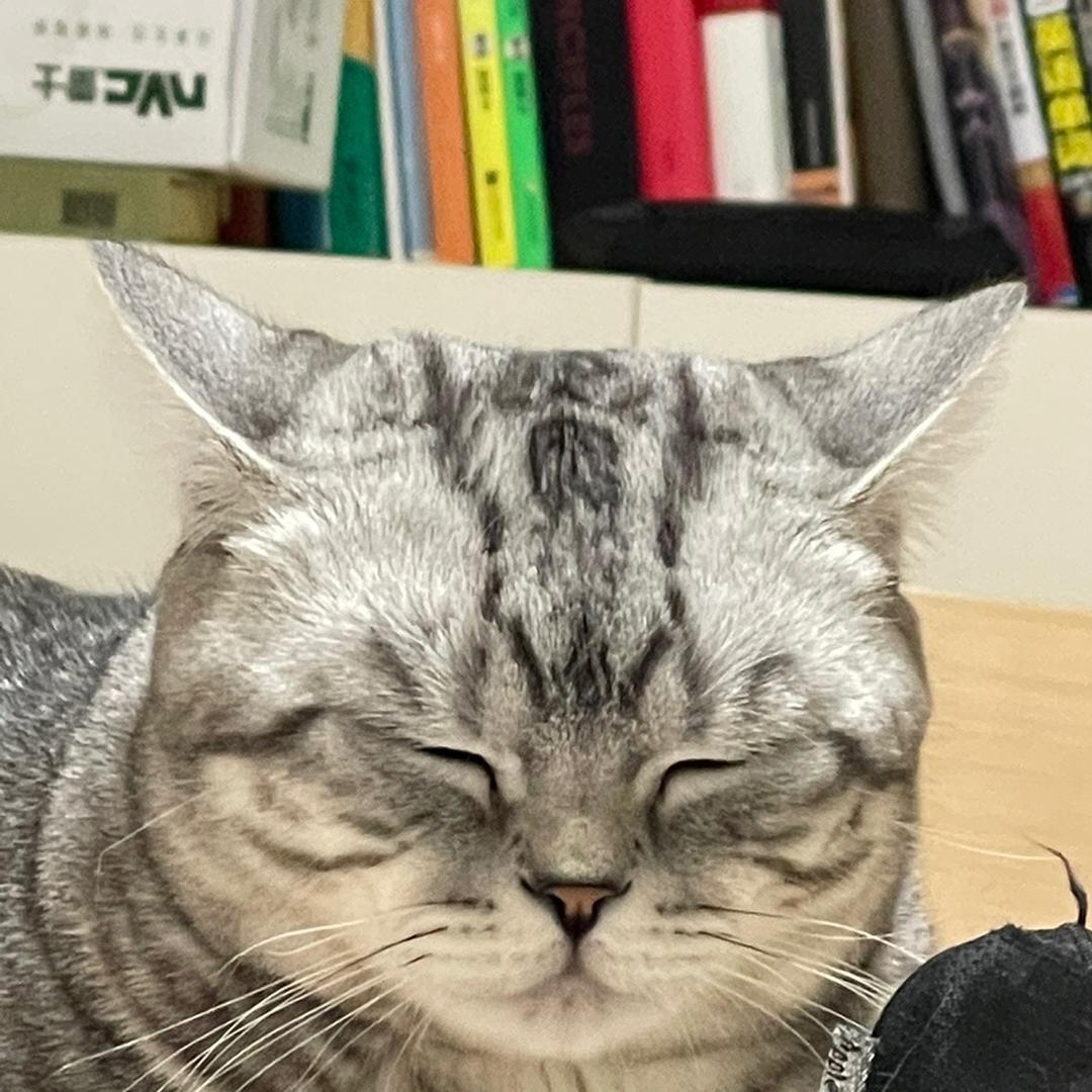 汤圆大脸猫