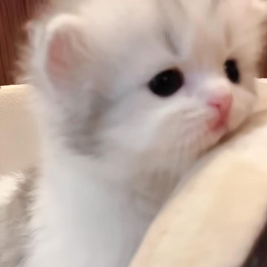 窝系小琳(･ｪ-)