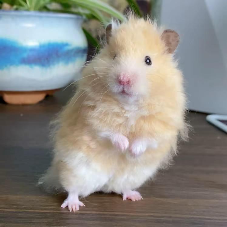 乐芽芽宠物用品店