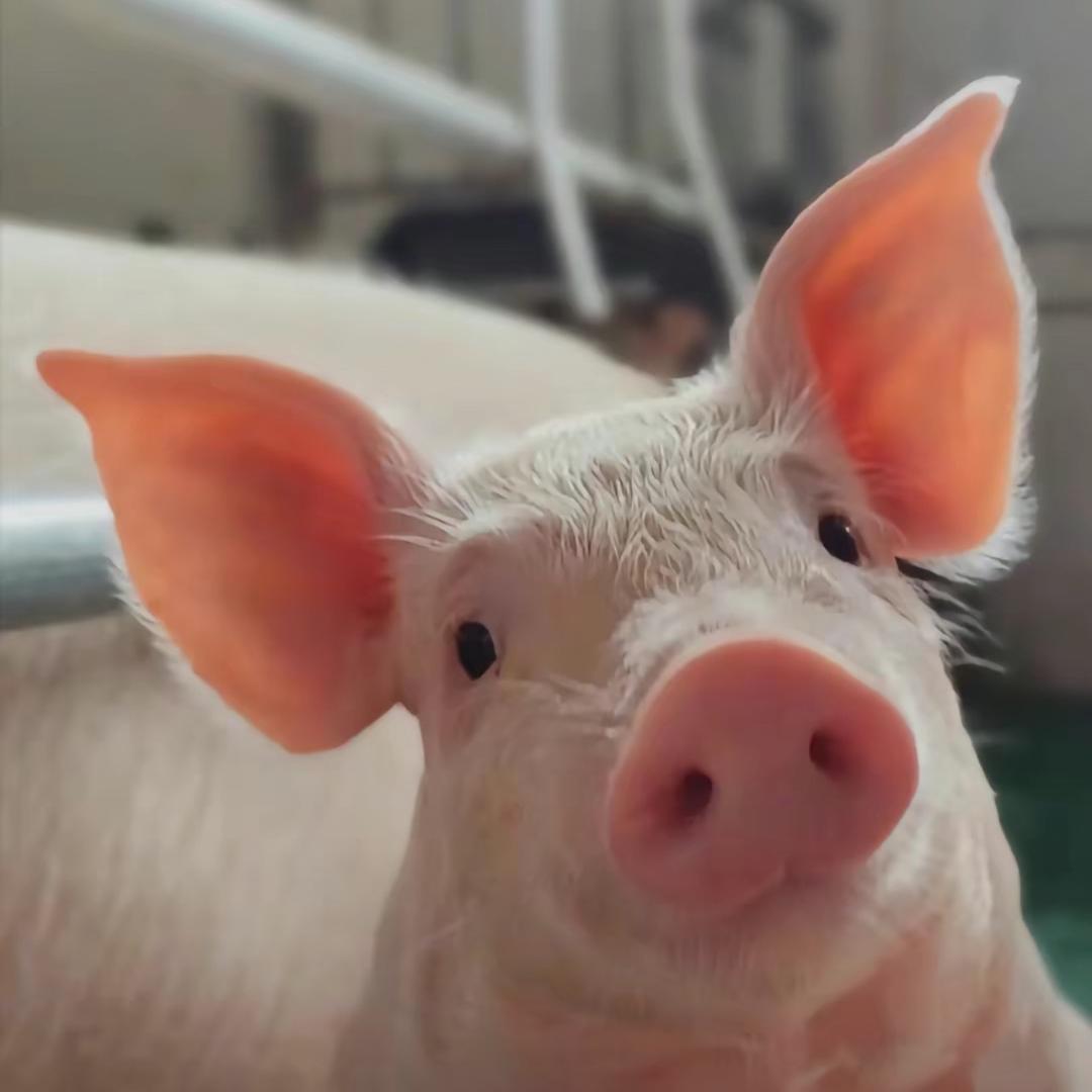 🐽