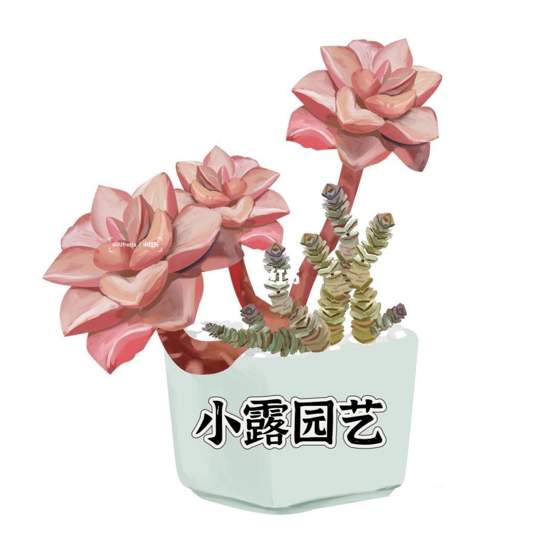 小露（法师园艺）