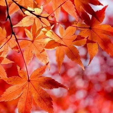 枫叶🍁🍁