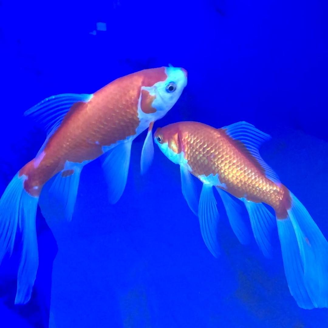 蓝💫调ᥫ᭡້໌ᮨ