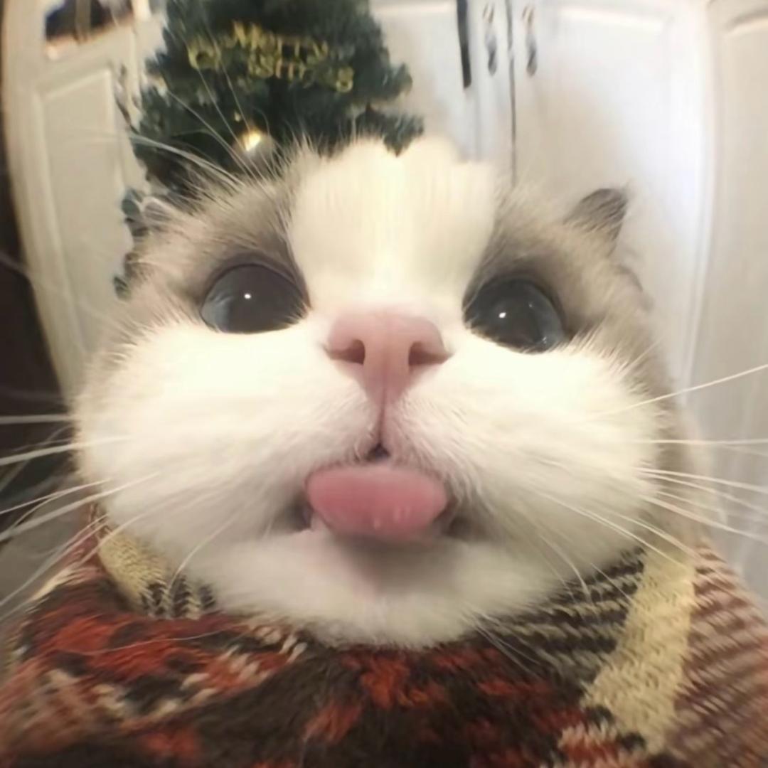 冰糖草莓教教主