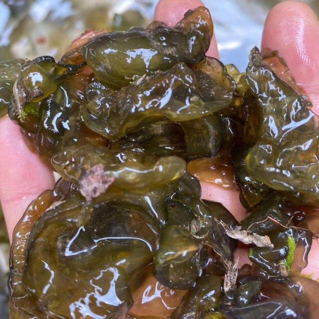 秦岭山珍优选