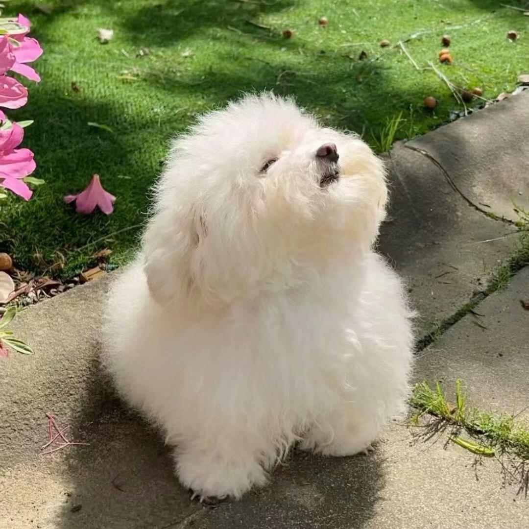 隨風起舞