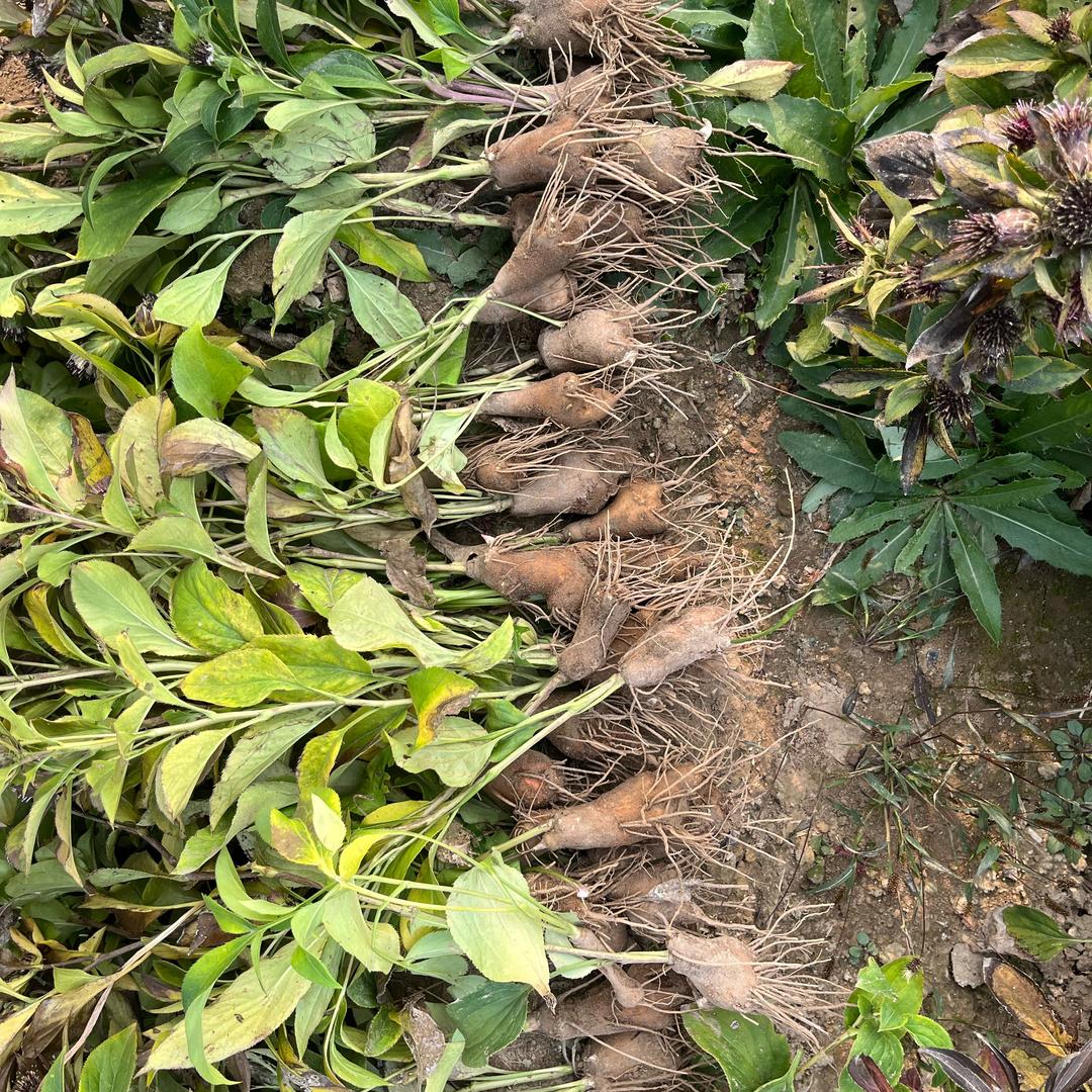 白术种植与技术管理