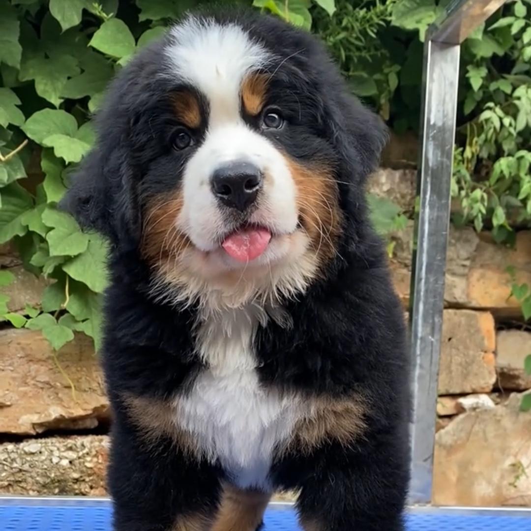 云南昆明华达伯恩山犬