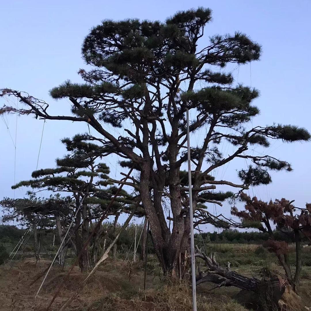 泰山润松园庭院景观黑松