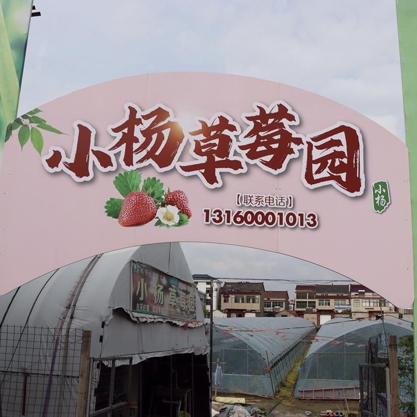 小杨草莓园