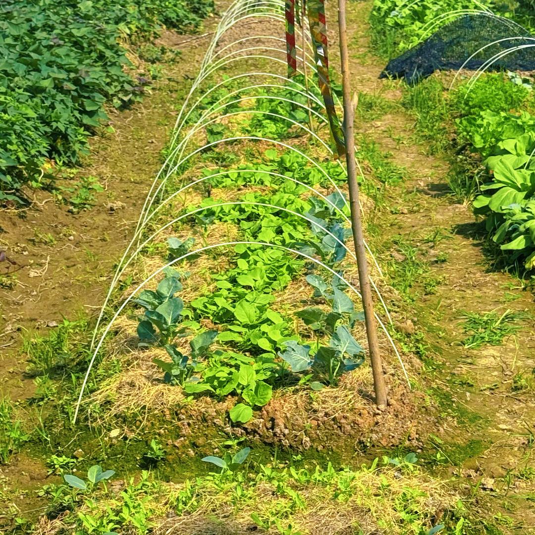 🌱悠悠草🌻