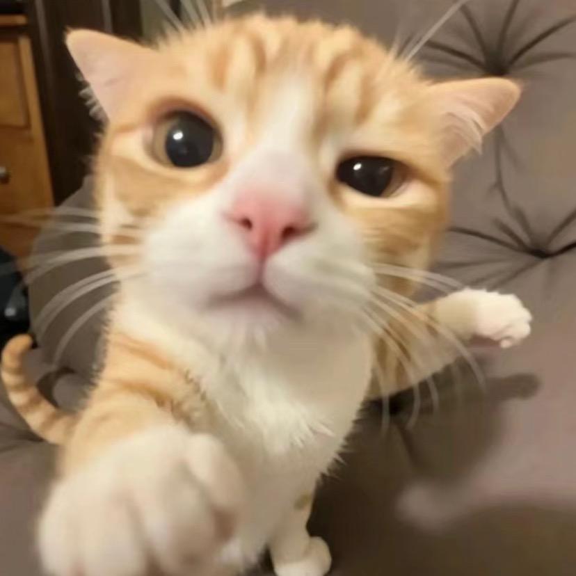 猫饼