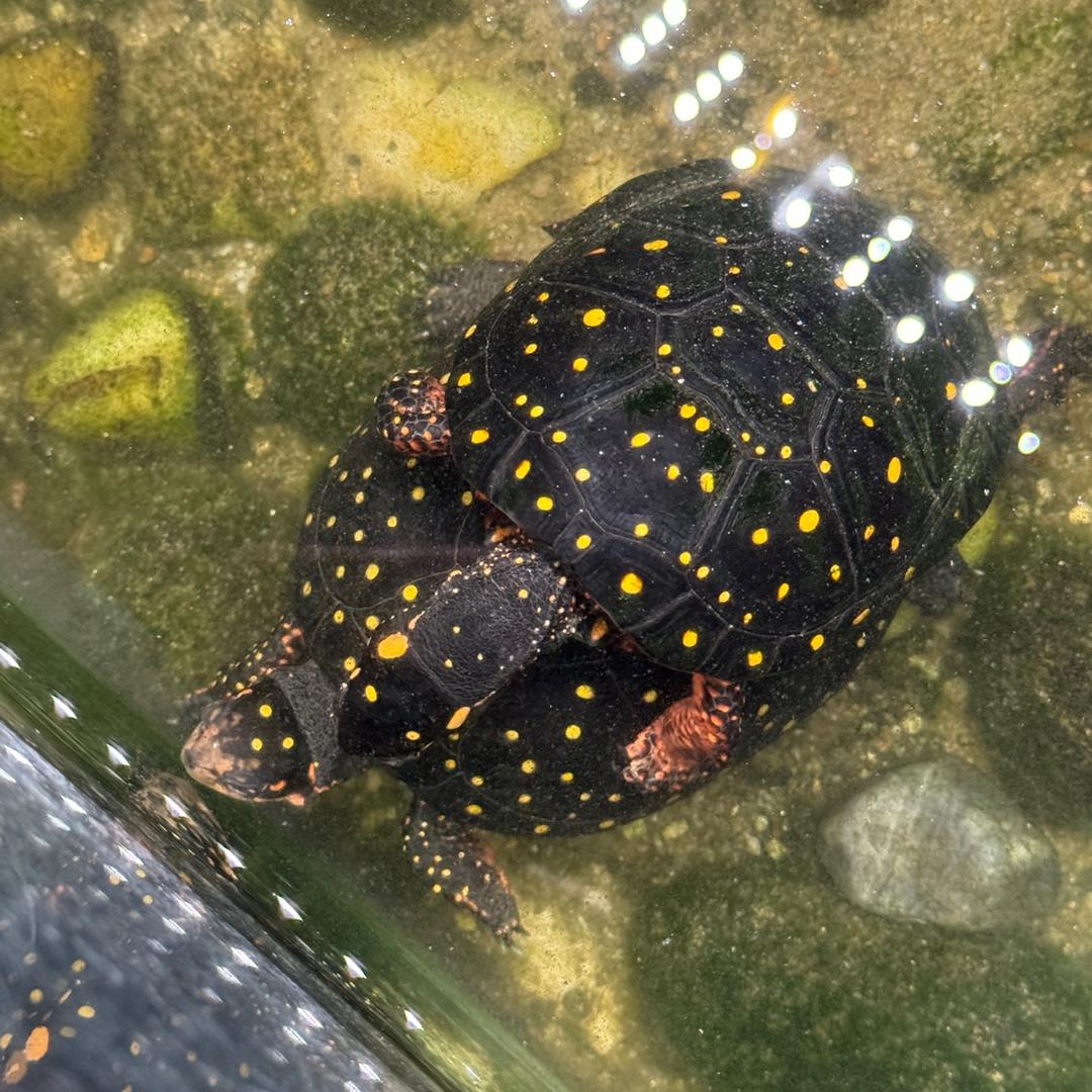 七星名龟