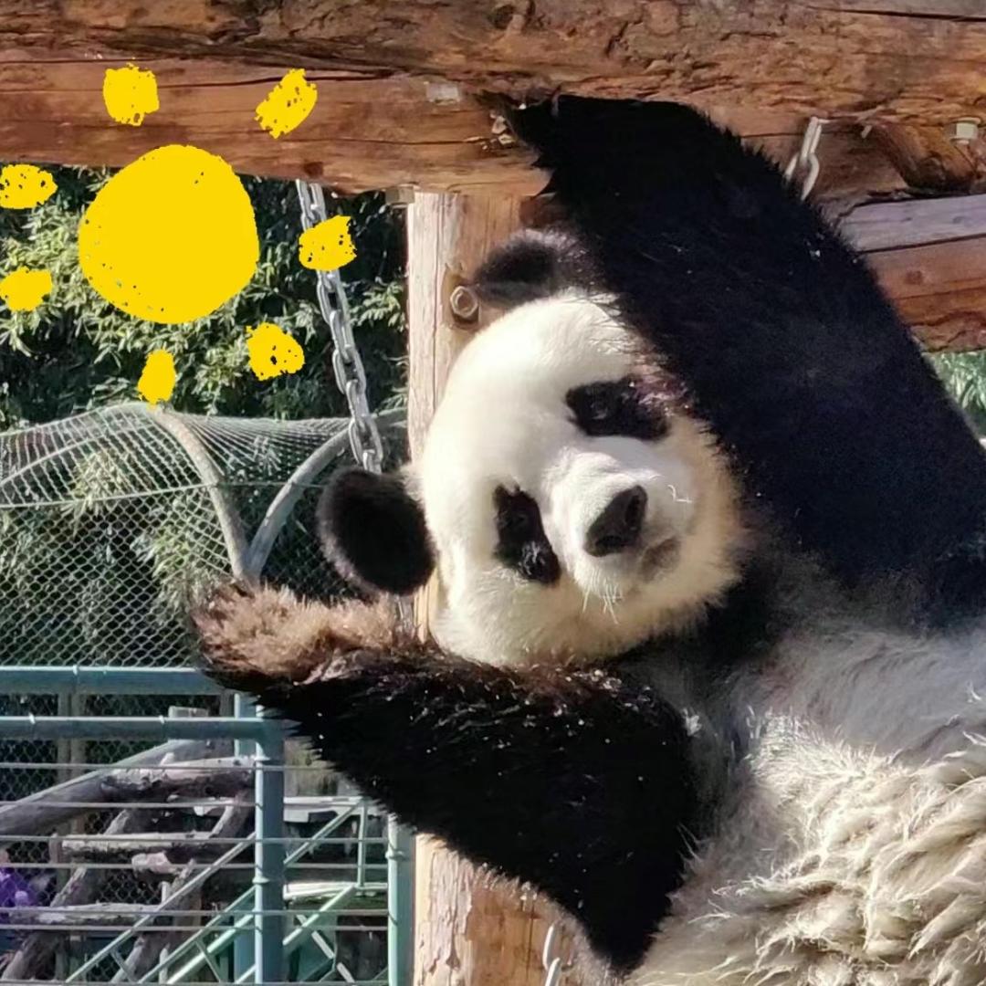 AAA插肩袖收藏家