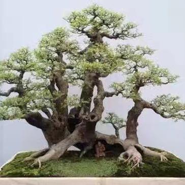 小黄盆景场