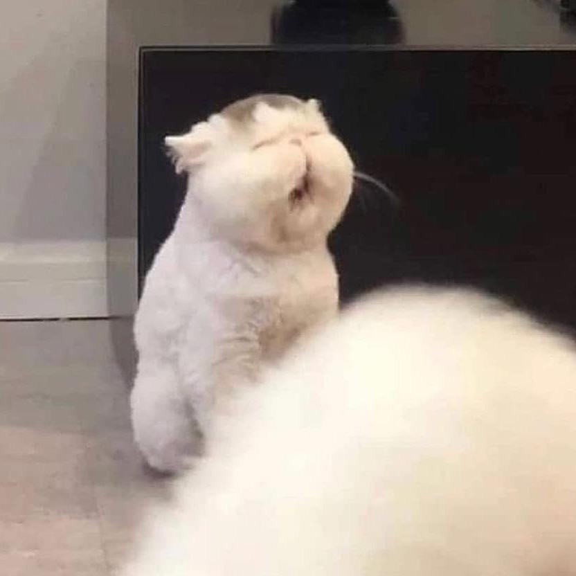 典典